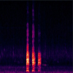 Boxing day birds (noise reduced)