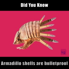 There Shall be Shells