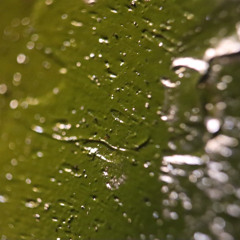 Spearmint Infinity (Long Drive in the Country Version)