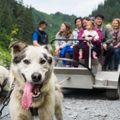 Cat Disgusted Episode 48 Stupid Breeds, the Husky