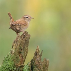 Singing Winter Wren -- Acadia National Park, Maine, U.S.A.