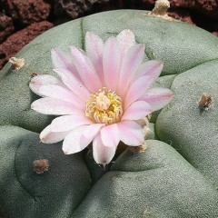 69. Seres Del Trueno