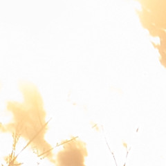 shine of shimmering life