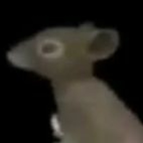 Yo Voy A Rapear El Rap Es Mi Vida Me Coji Una Cabra La Cabra Me Dio Sida