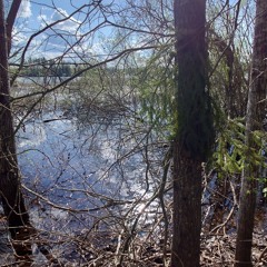 Moaning Great Crested Grebes