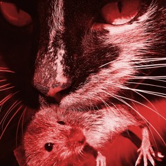 Dusty’s Dance With The Mice Queen