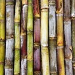 SugarCane