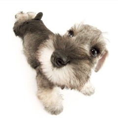 braindead minimalism