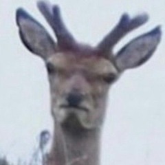 meanwhile somewhere else