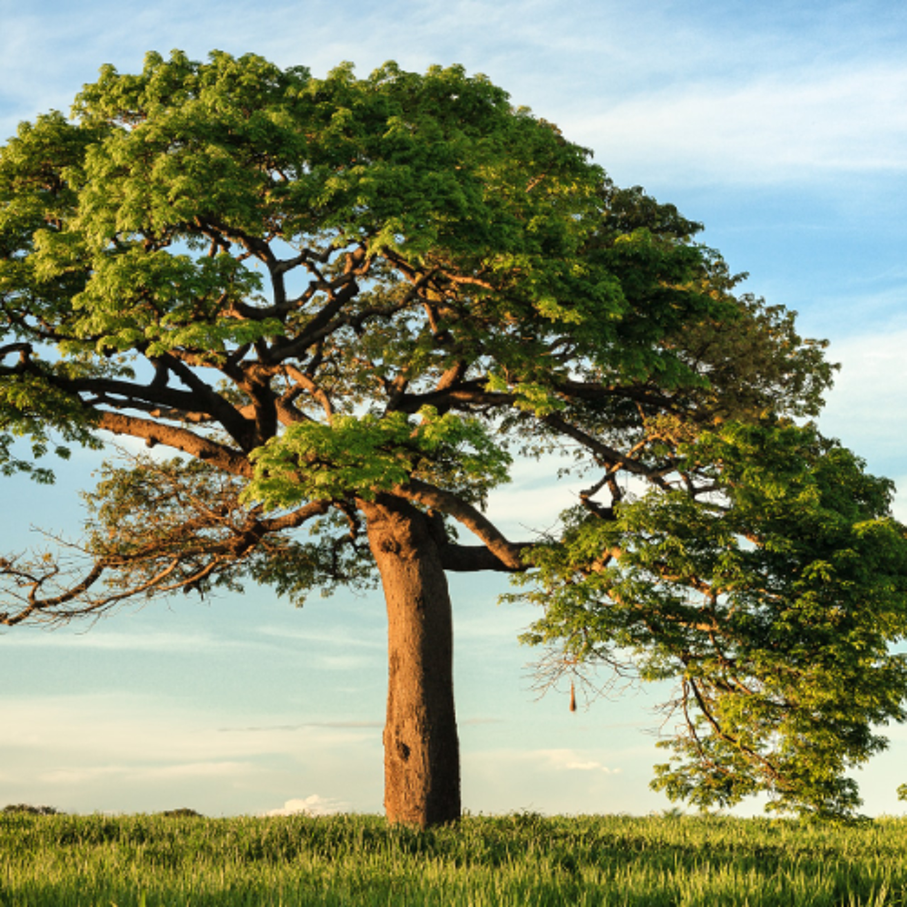 Prem ki Bhasha (Language of Love)- Osho Hindi speech