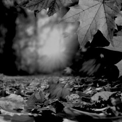 Autumn Haze
