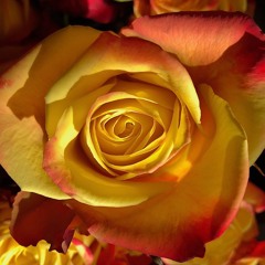 Three on a Hill -- "No More Love"