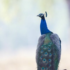 melbourne ver.ขี้เกียจ