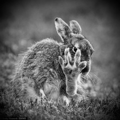 ~Mystiq ~ Please Please No Pictures..Have A FiNe EasterDaY..😉🐰