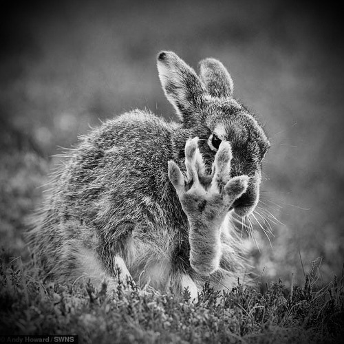 ~Mystiq ~ Please Please No Pictures..Have A FiNe EasterDaY..😉🐰