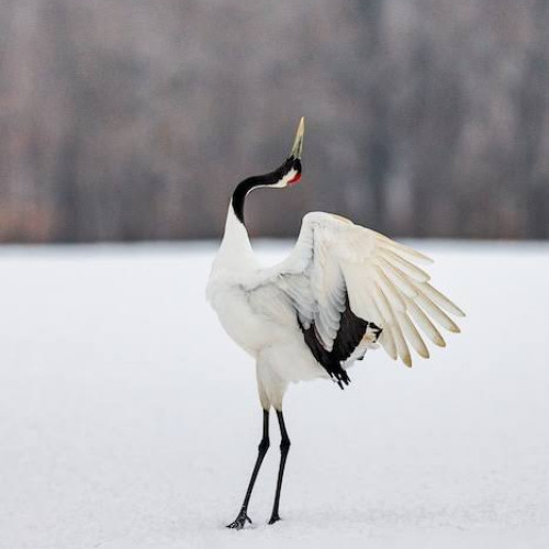 ОДИНОЧЕСТВО     /     LONELINESS