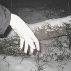 project_8 (упадут птицы)