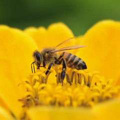 Worker Bee (2025) Remastered
