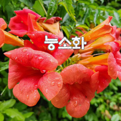 능소화