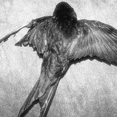 FLY AWAY
