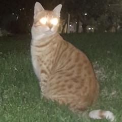 מאוריציו רוצה למון אייז