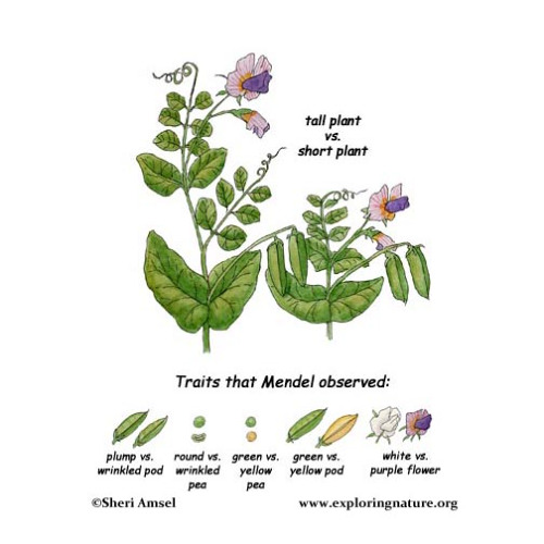 Mendel's Garden 2 (remix)