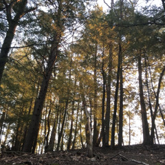 Compass (Instrumental)