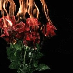 burning roses 🌹