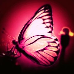 Hey Butterfly