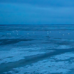 Tundra Swans and Eurasian Bittern