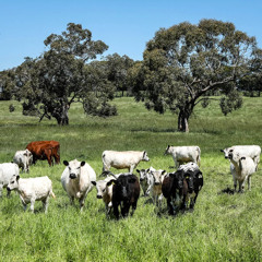 Cattle & Trees