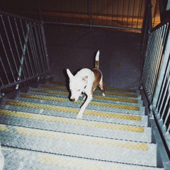 dog [FNT03]