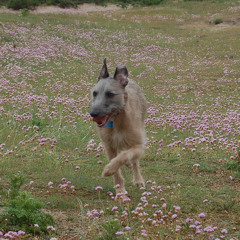 The Day The Lurcher Chased A Hare