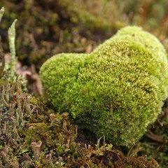 Heart  Be Free