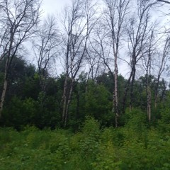 FORTUNA 812 — #stonesheareverything (www.lightaudio.ru)