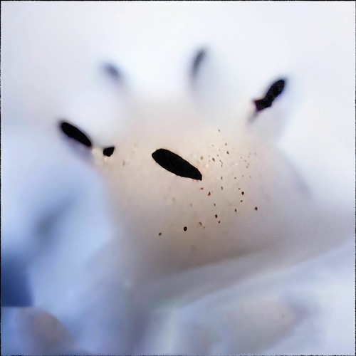 [PREMIERE] Murrettumeri - trance369