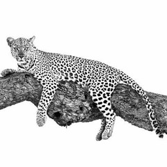 KRAE-    ~CAT IN THE SHADE~                        _INSTRUMENTAL_