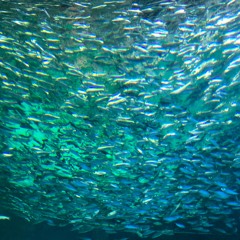 Aquarium 아쿠아리움