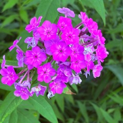 Flowerz