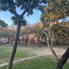 Medium Jungle