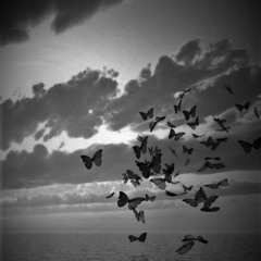 شب فراق - Flight PS752