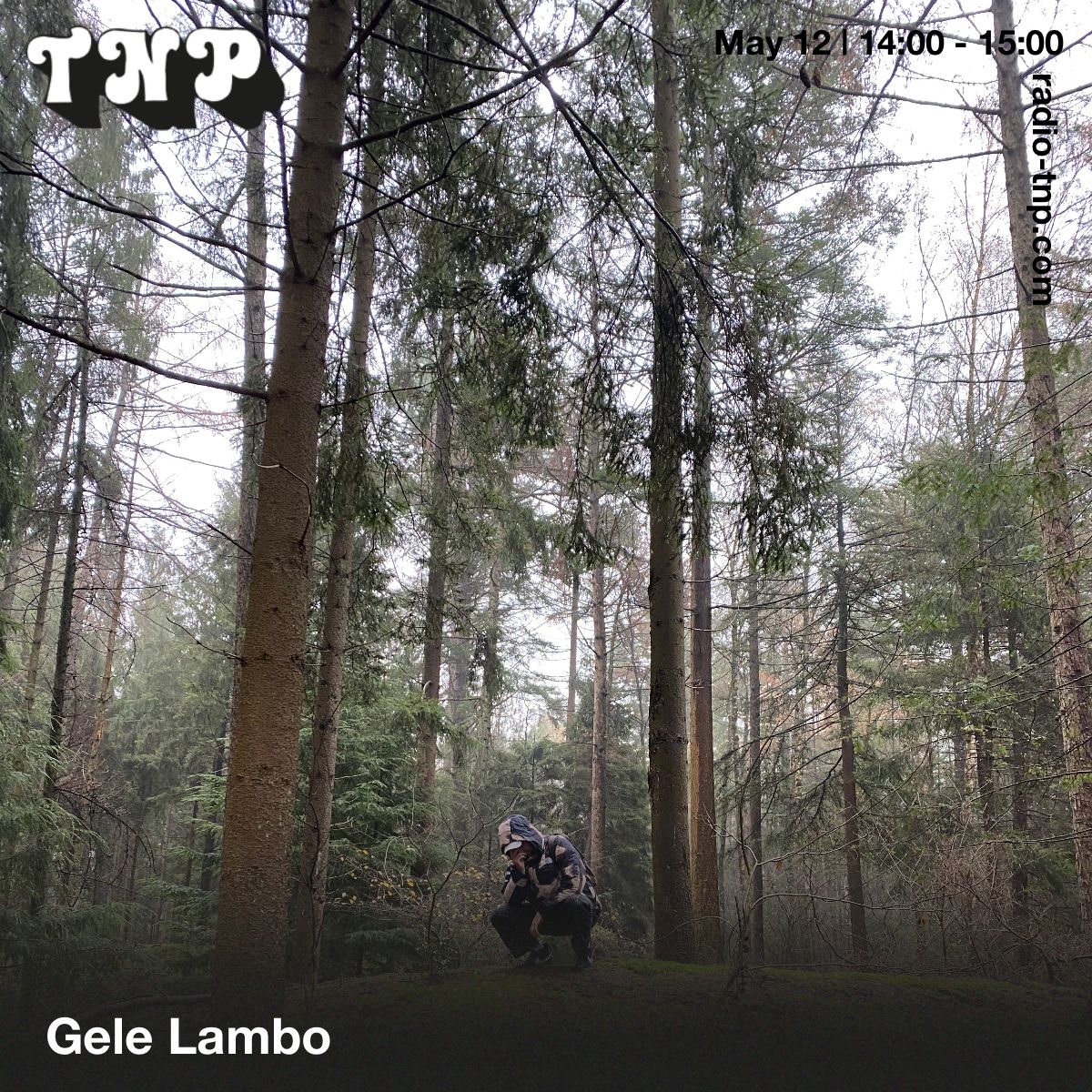GELE LAMBO