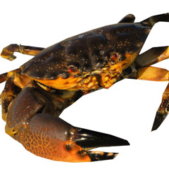 F#@K a crab