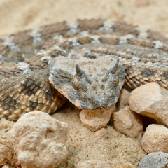 Skinz - Beat (Re-Edit)