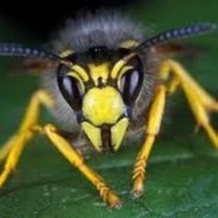 Drinking Chronicles #24:Wasps