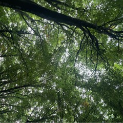 i wish i was a plant in a greenhouse where its always warm and sunny