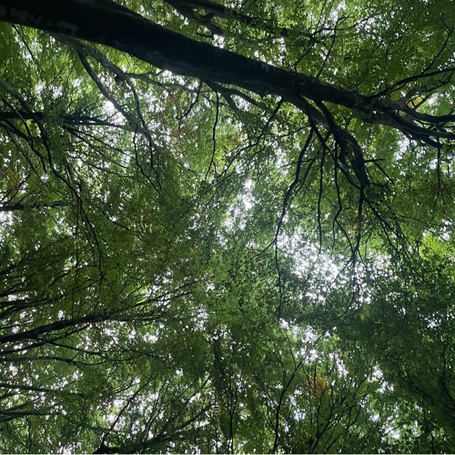 i wish i was a plant in a greenhouse where its always warm and sunny