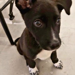 Mad Motown duet Suno edition