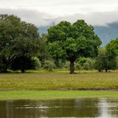 A river in the savanna