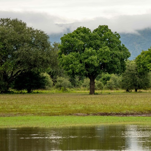 A river in the savanna